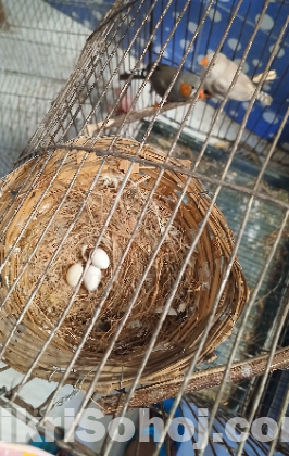 জেব্রা ফ্রিন্স